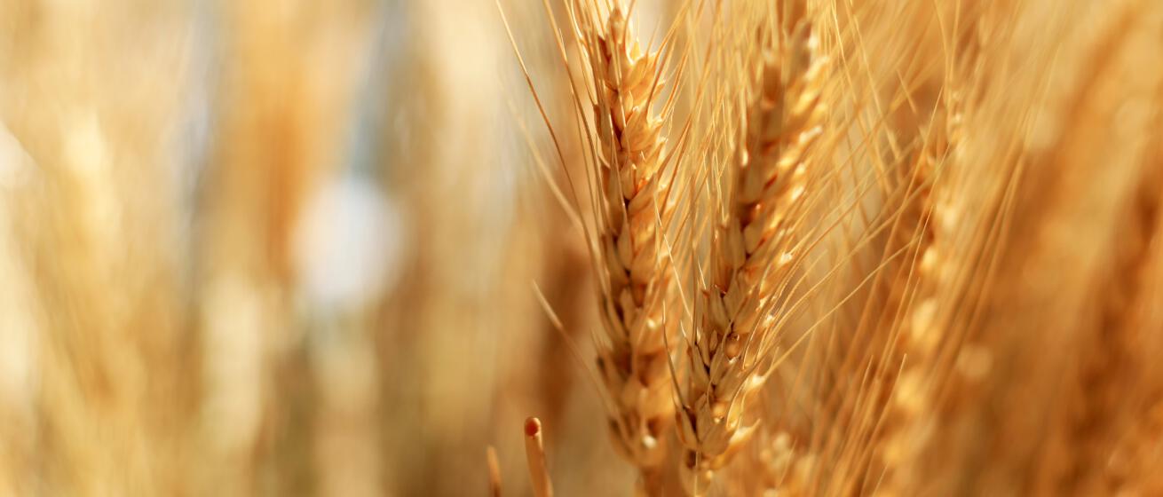 Rural Economy