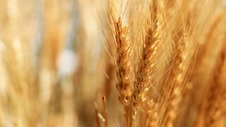 Rural Economy